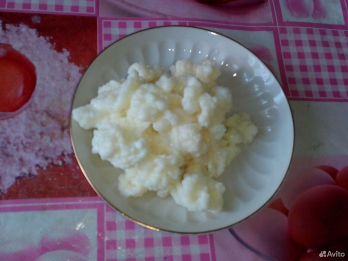 Тибетский молочный гриб кефирный