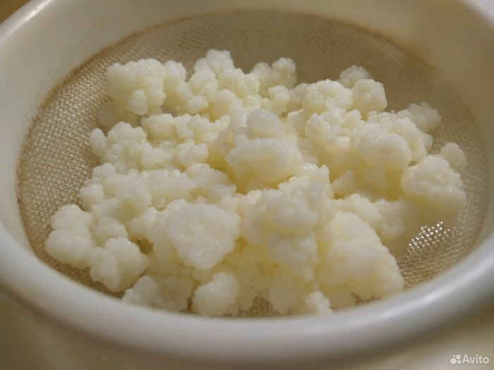 Живой кефирный тибетский гриб