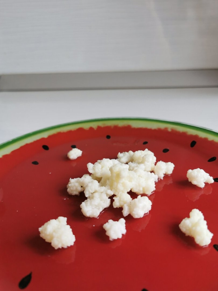 Тибетский молочный гриб кефирный