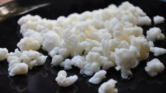 Гриб кефирный молочный