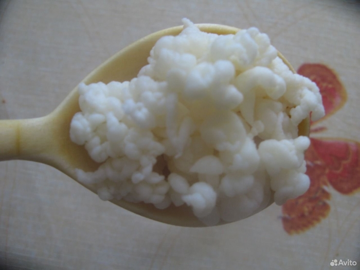 Тибетский гриб