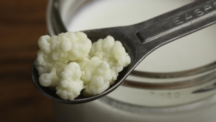 Живой кефирный тибетский гриб