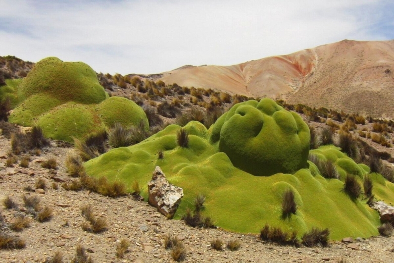 Ярета растение Южной Америки