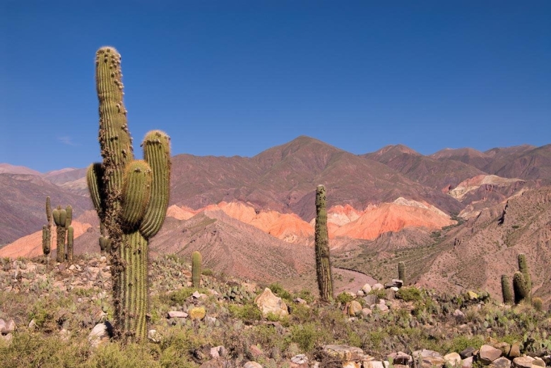 Растения Патагонии Южной Америки