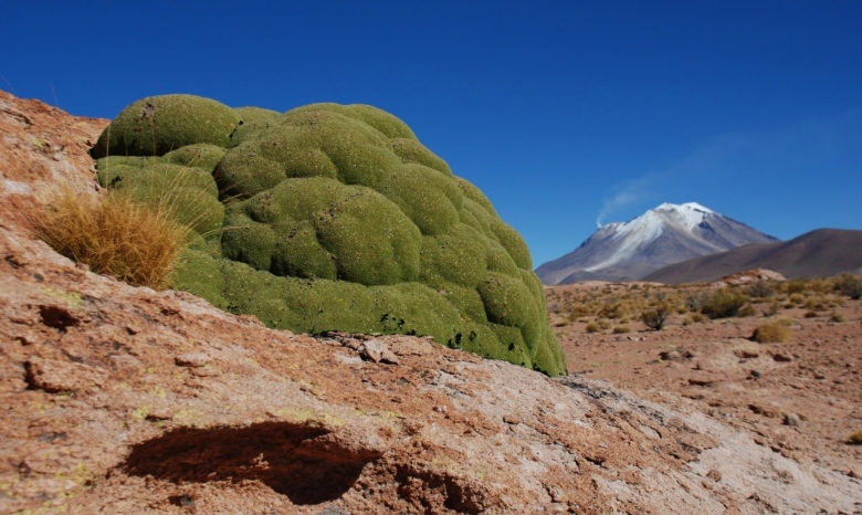 Ярета в Южной Америке