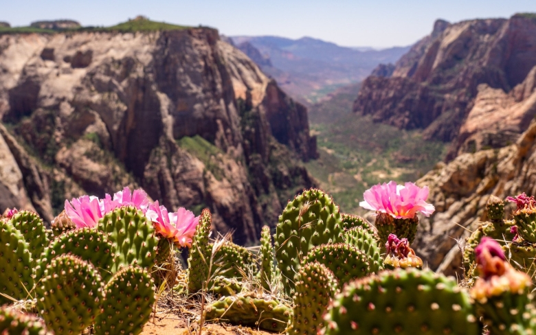 Кактусы эндемики Мексики