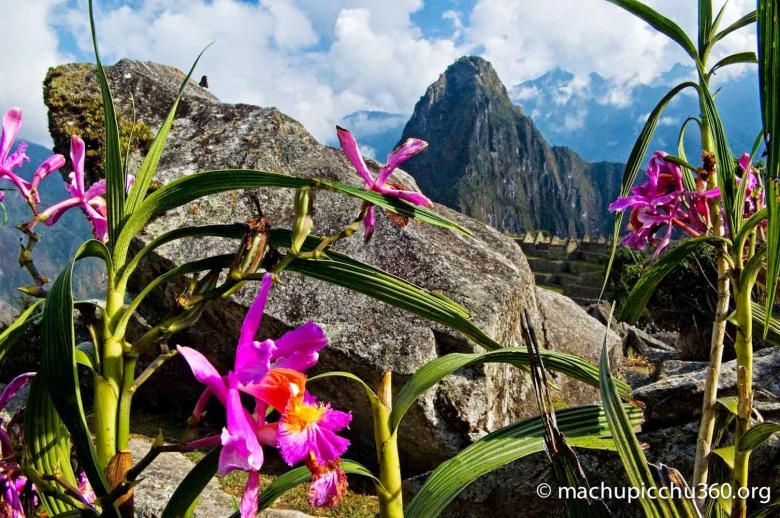 Орхидея Мачу Пикчу