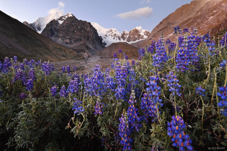 Цветок в горах