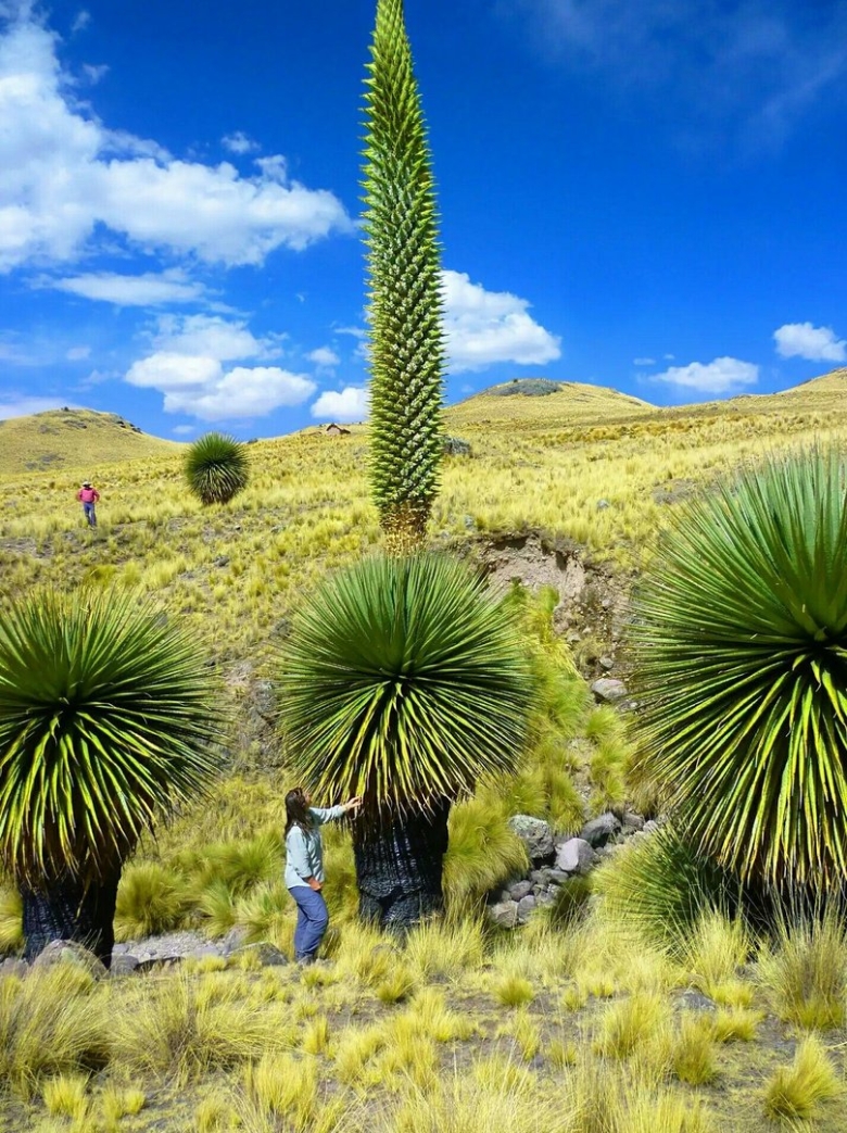 Пуйя Раймонди цветок