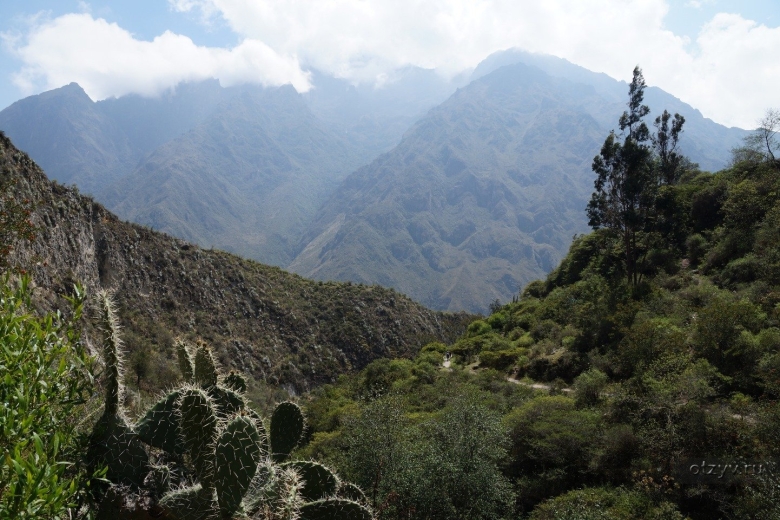 Растительный мир анд Южной Америки