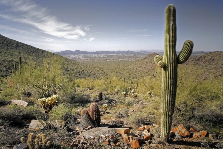 Кактусовые флора южной америки