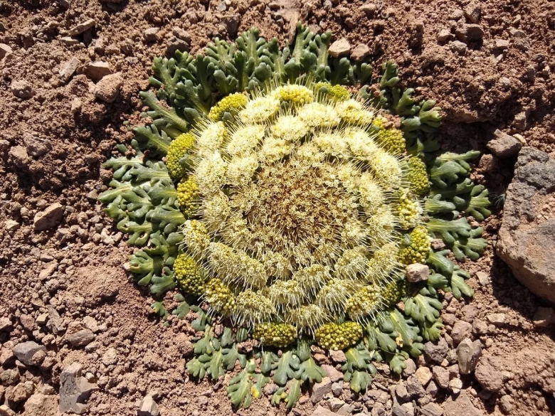 Азорелла трехвильчатая