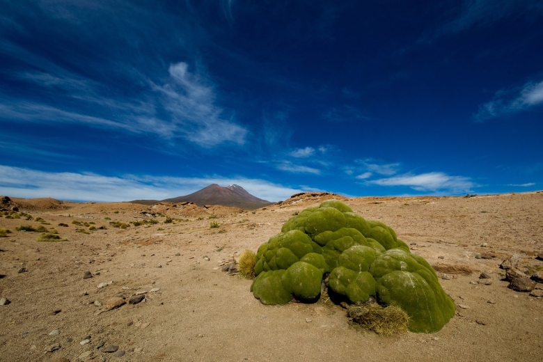 Ярета растение Южной Америки