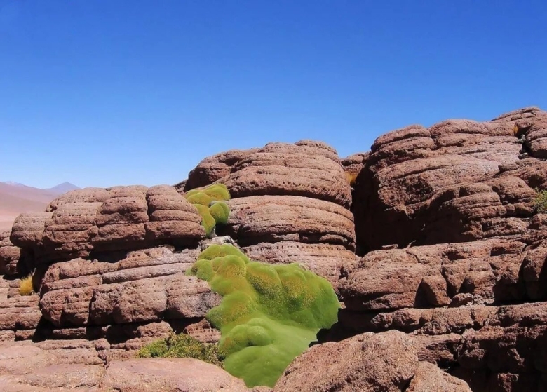 Ярета Цветущая