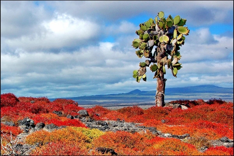 Галапагосские острова Флора и фауна