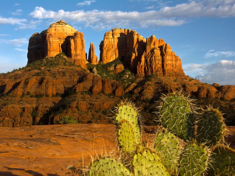 Северная Америка кактусы Аризона