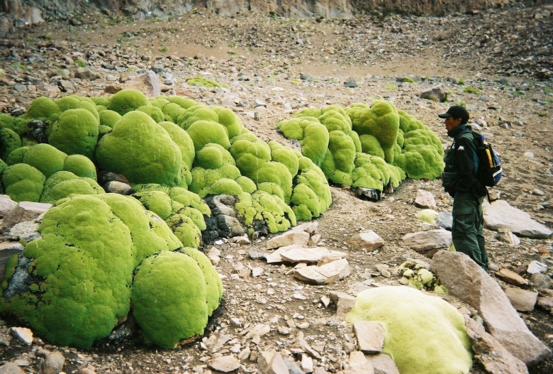 Ярета растение Южной Америки