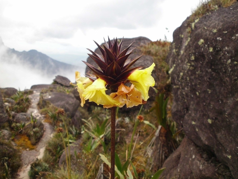 Венесуэла плато Рорайма