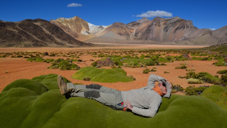 Ярета растение Южной Америки