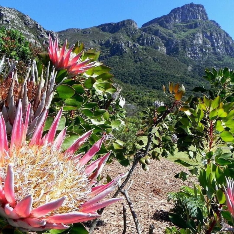 Ботанический сад Кирстенбош Кейптаун
