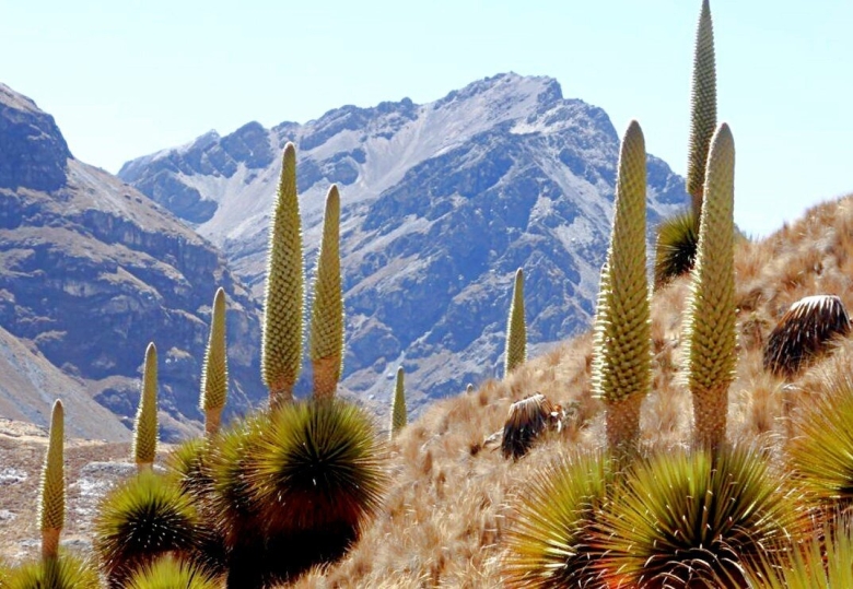 Цветок Пуйя Раймонда