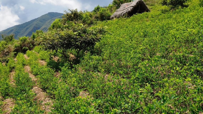 Парамос Колумбия