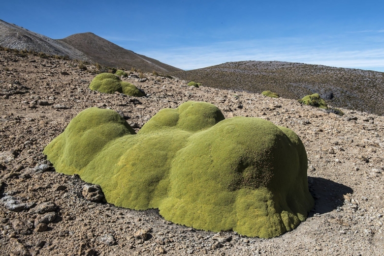 Азорелла трехвильчатая Минима