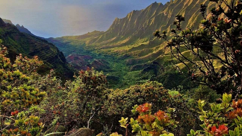 Растительность в горах