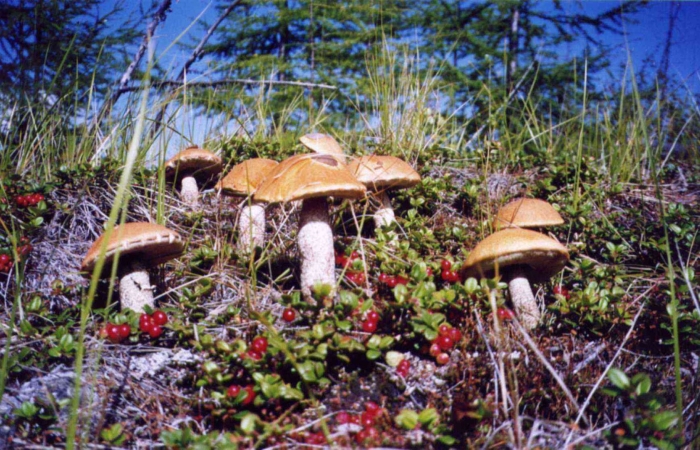 Магадан грибы в тайге