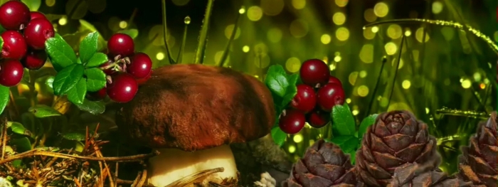 Лес с грибами