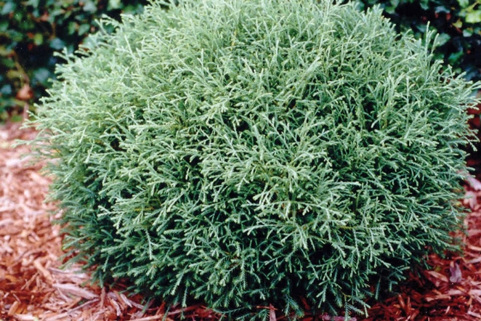 Туя западная bowling ball