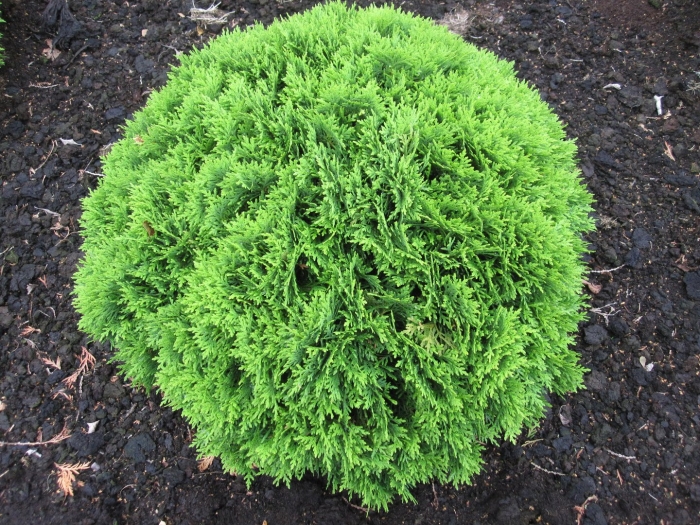 Туя западная даника