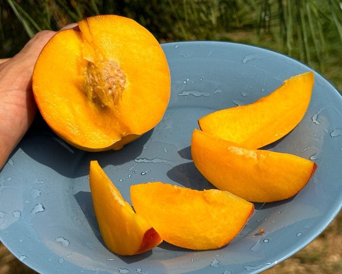 Персик донецкий ранний