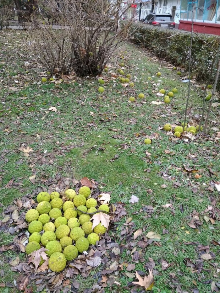 Маклюра адамово яблоко