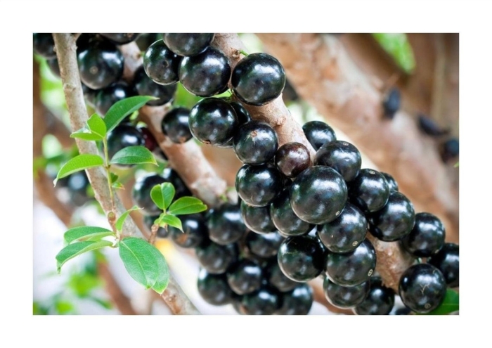 Джаботикаба удивительное дерево