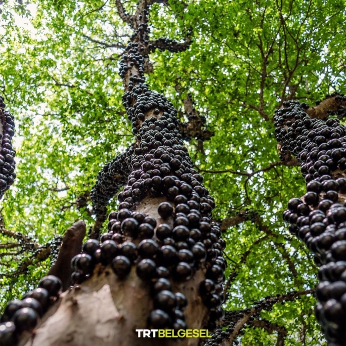 Виноградное дерево джаботикаба