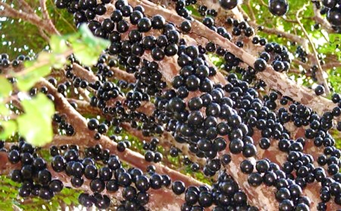 Виноградное дерево джаботикаба