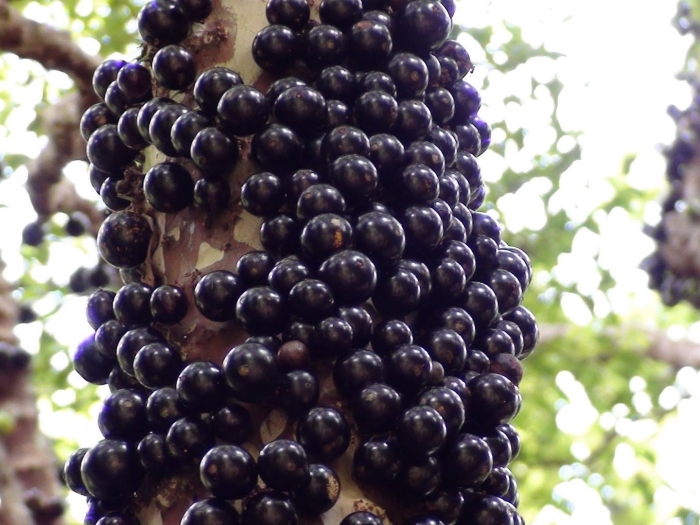 Жаботикаба дерево