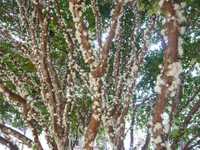 Виноградное дерево джаботикаба