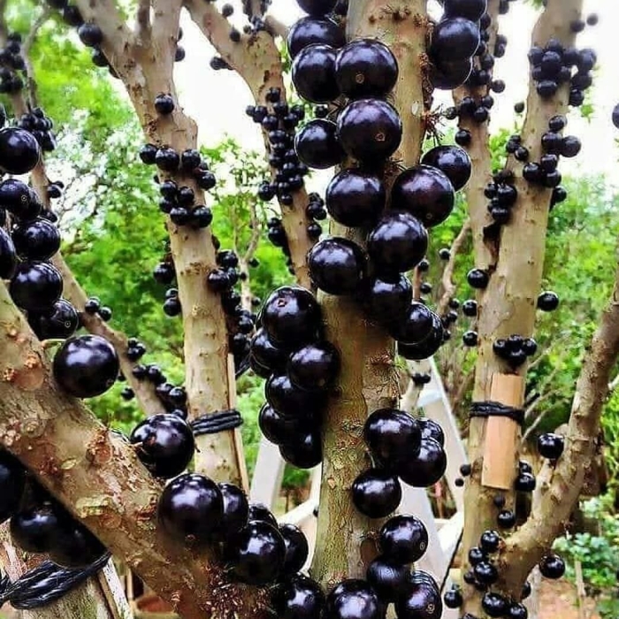 Budidaya tanaman buah