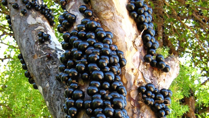 Виноградное дерево джаботикаба