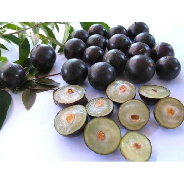 Джаботикаба фрукт