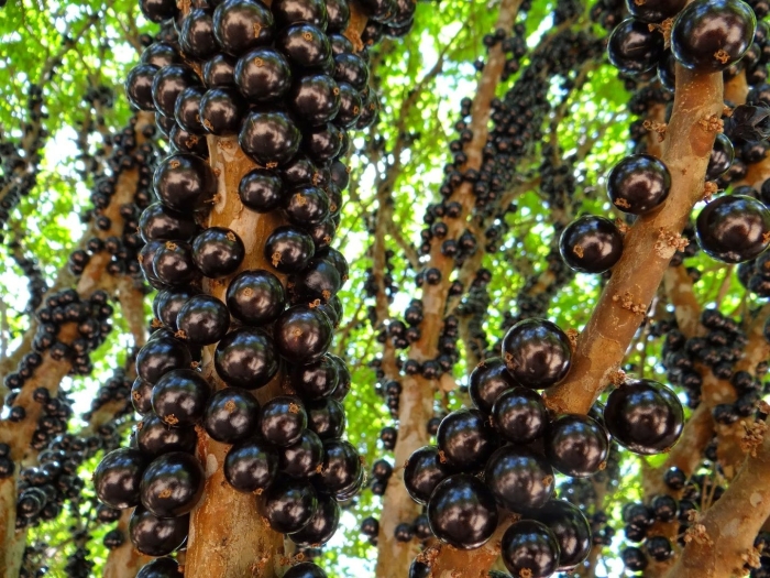 Виноградное дерево джаботикаба