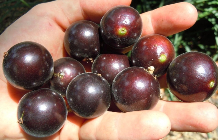 Томат черри черный принц