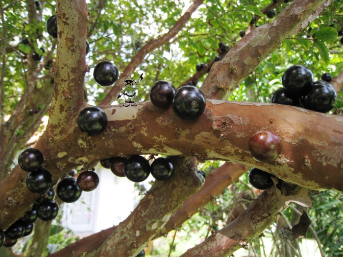 Виноградное дерево джаботикаба