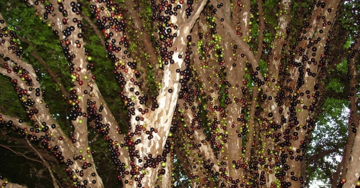 Виноградное дерево джаботикаба