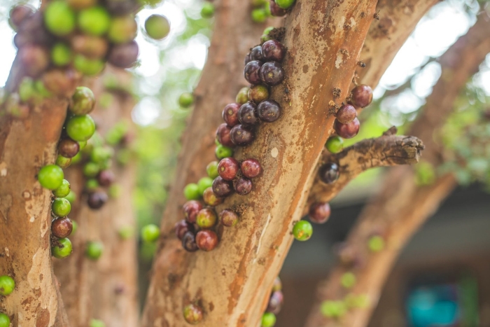 Виноградное дерево