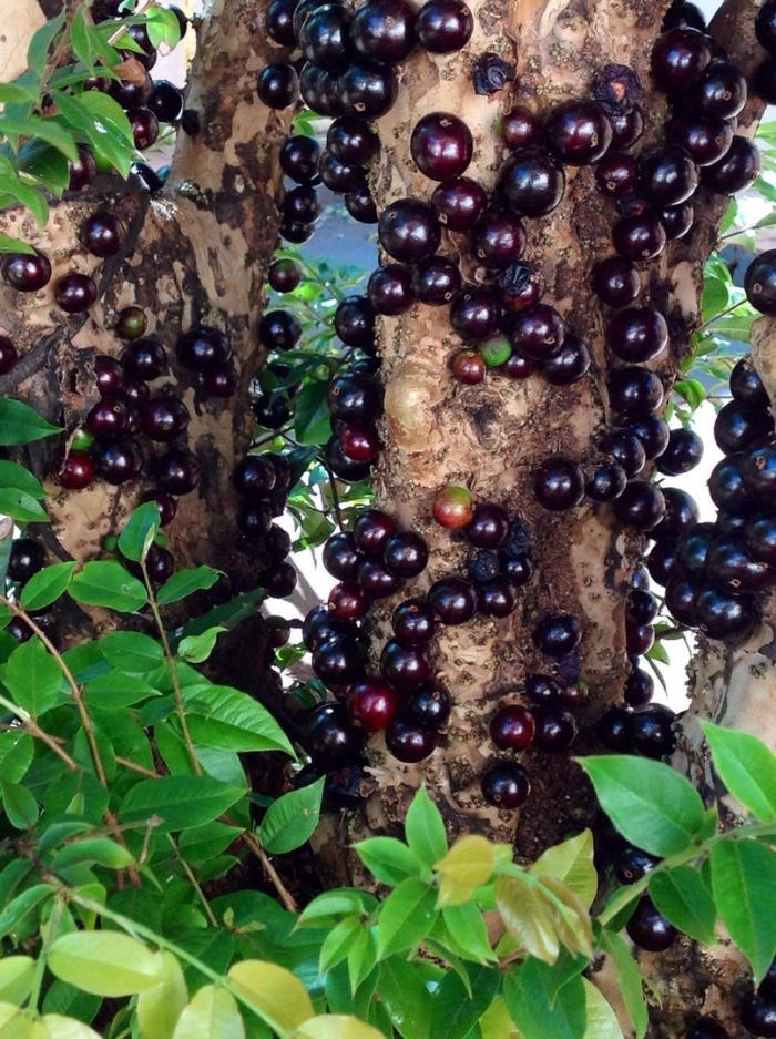 Бразильское дерево джаботикаба