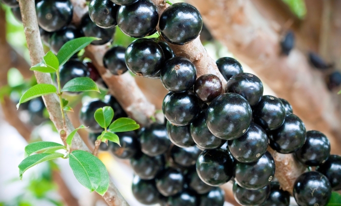 Виноградное дерево джаботикаба