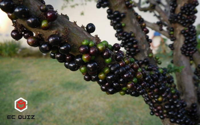 Виноградное дерево джаботикаба